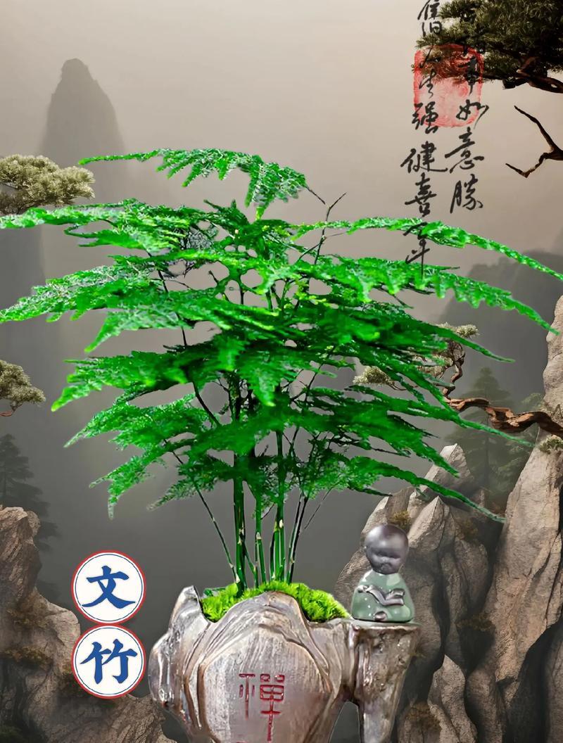 文竹的寓意及其象征意义是什么？