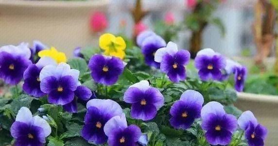 青叶的花有哪些品种？这些品种的养护要点是什么？