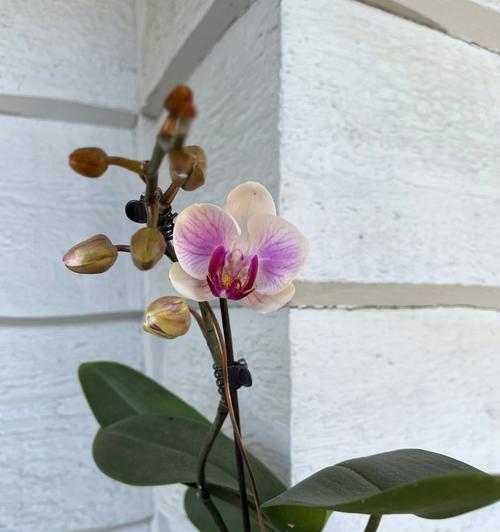青叶的花有哪些品种？这些品种的养护要点是什么？