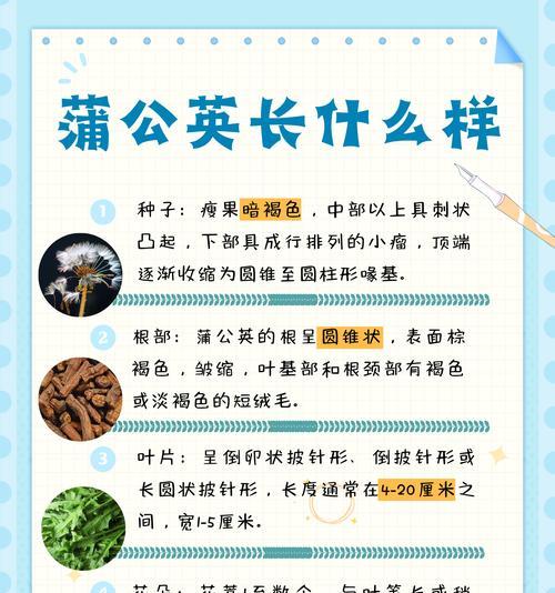 蒲公英的叶子形状有何特点？蒲公英叶子的识别特征是什么？