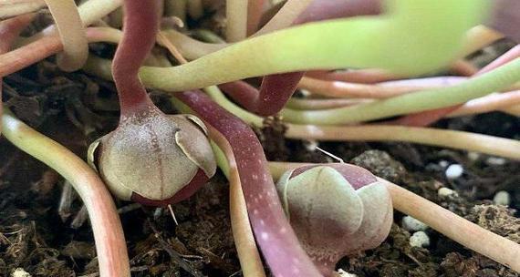 仙客来移栽的最佳时期是什么时候？移栽后如何管理？