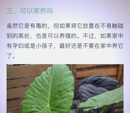 滴水观音的养护技巧是什么？