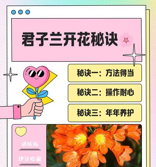 君子兰花怎么养护？日常护理有哪些要点？