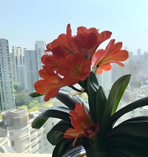 君子兰花怎么养护？日常护理有哪些要点？