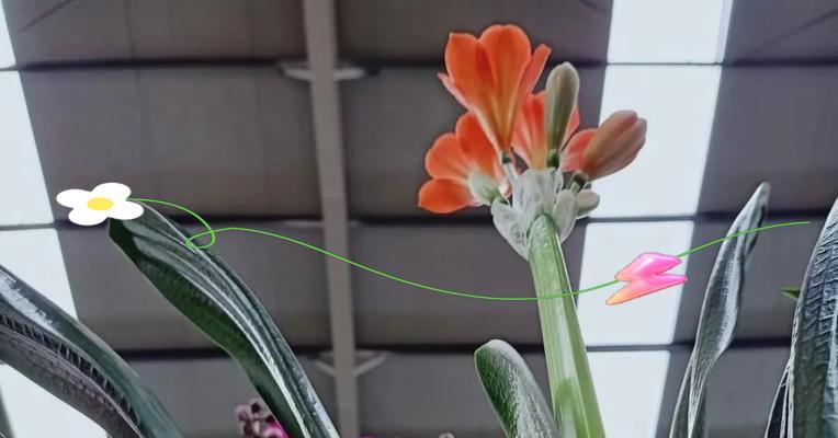 君子兰花怎么养护？日常护理有哪些要点？