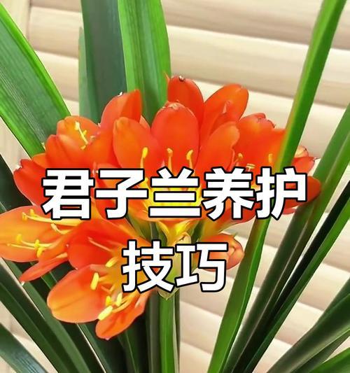 君子兰的家庭养法是什么？如何在家中保持其健康生长？
