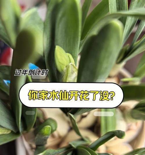 水仙的养殖方法和注意事项有哪些？