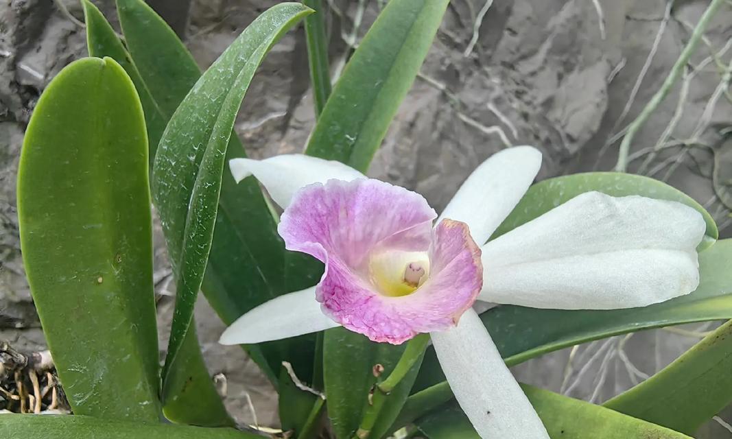 兰花品种有哪些？如何选择适合的兰花品种？