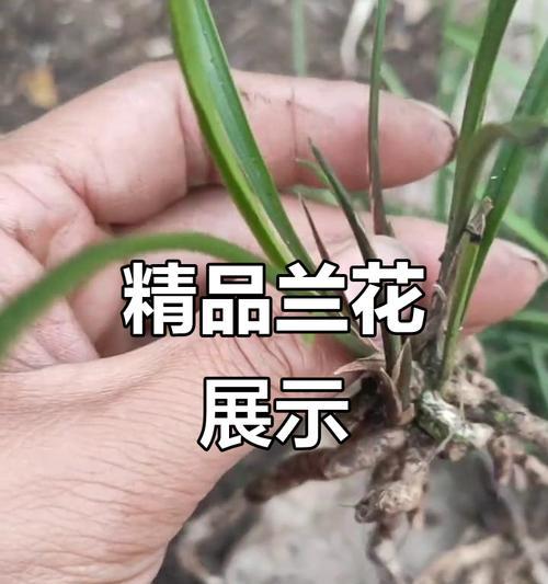 兰花品种有哪些？如何选择适合的兰花品种？