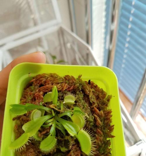 捕蝇草繁殖的正确步骤是什么？