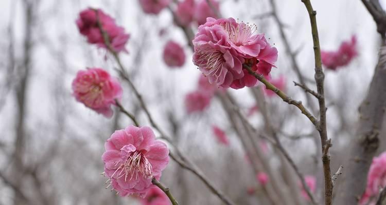什么的梅花？梅花有哪些种类和特点？
