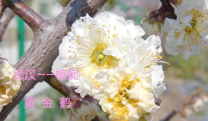 什么的梅花？梅花有哪些种类和特点？