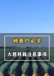 葱的繁殖方法和注意事项有哪些？