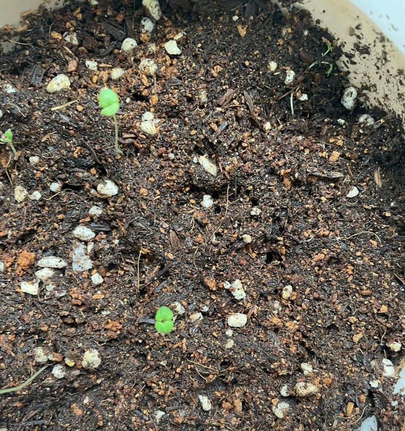 薄荷移植的最佳时机是什么时候？