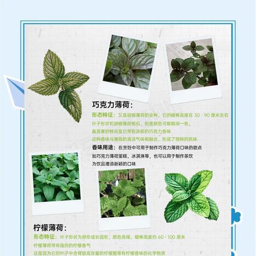 薄荷移植的最佳时机是什么时候？