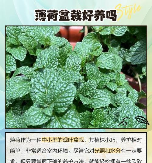 薄荷移植的最佳时机是什么时候？