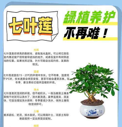 迷你莲的养殖技巧有哪些？如何保持其美观？