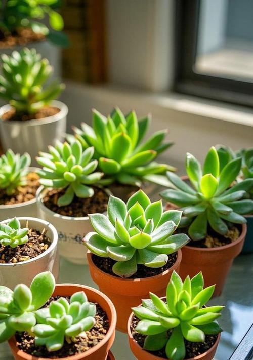 绿植土壤选择：哪种土壤最适合养绿植？