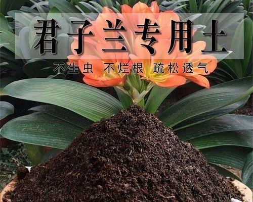绿植土壤选择：哪种土壤最适合养绿植？