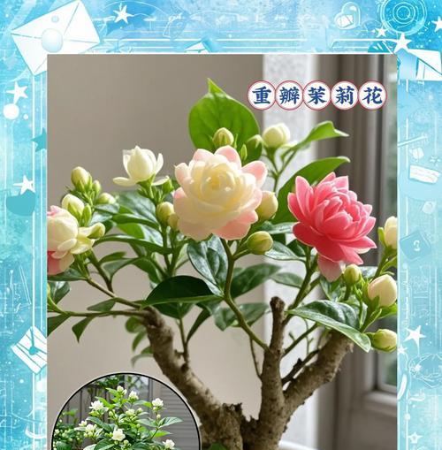 夏季茉莉花的养护要点？