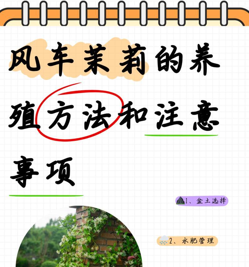 夏季茉莉花的养护要点？