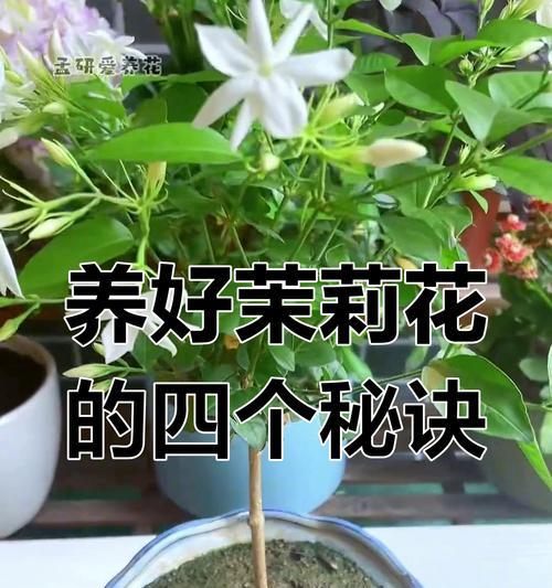 夏季茉莉花的养护要点？