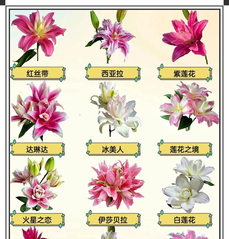 百合怎么养时间长？长期养护百合的秘诀是什么？
