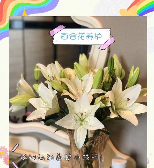 百合怎么养时间长？长期养护百合的秘诀是什么？