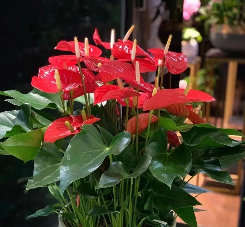 室内适合养哪些花？室内花卉的选择和养护要点是什么？