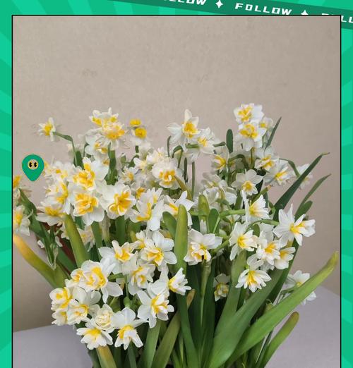 室内适合养哪些花？室内花卉的选择和养护要点是什么？