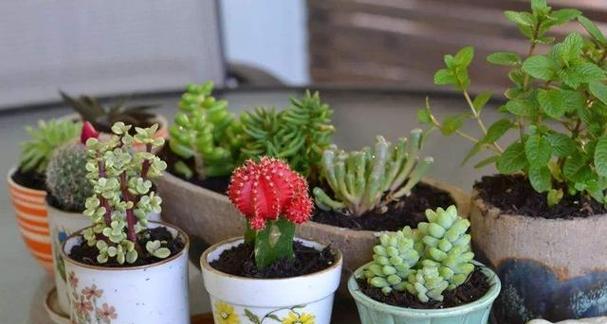 室内适合养哪些花？室内花卉的选择和养护要点是什么？
