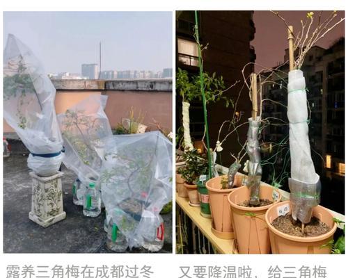 三角梅冬季养护技巧有哪些？如何让三角梅安全过冬？