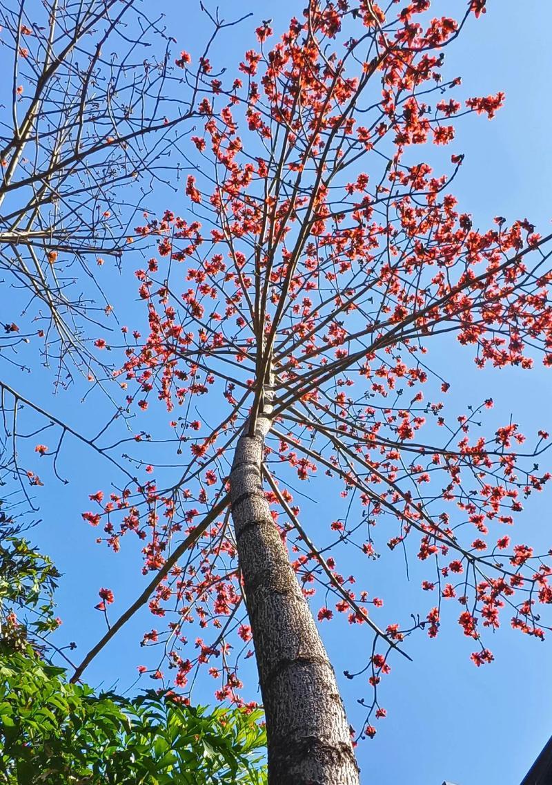 木棉花的颜色通常是什么？