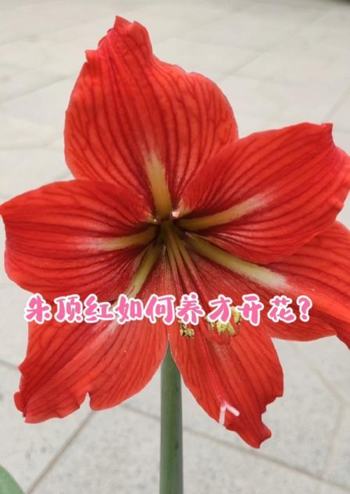朱顶红开花后的处理方法是什么？