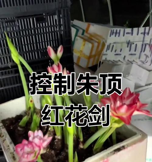 朱顶红开花后的处理方法是什么？