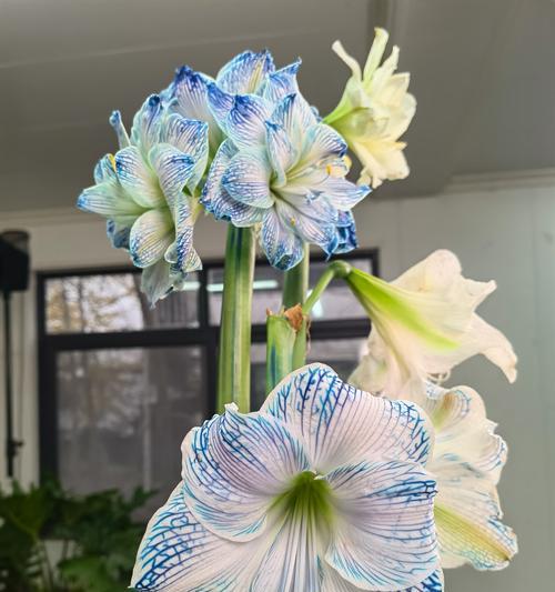 朱顶红开花后的处理方法是什么？