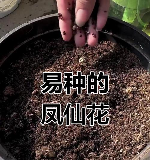 凤仙花修剪的最佳时间和方法？