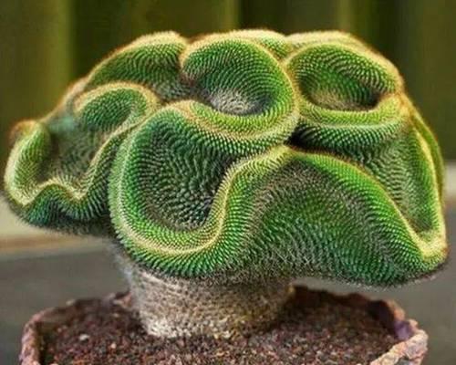 仙人掌科有哪些植物？仙人掌科植物的分类和特性是什么？