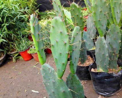 仙人掌科有哪些植物？仙人掌科植物的分类和特性是什么？