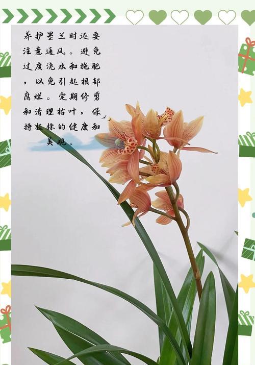 默兰的养护方法和常见问题解答？